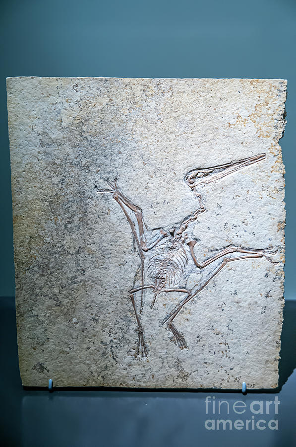 pterodactylus kochi