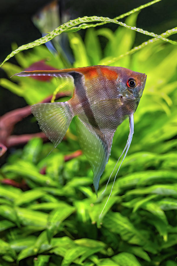 Pterophyllum Scalare Freshwater Angelfish Photograph by Artur Bogacki