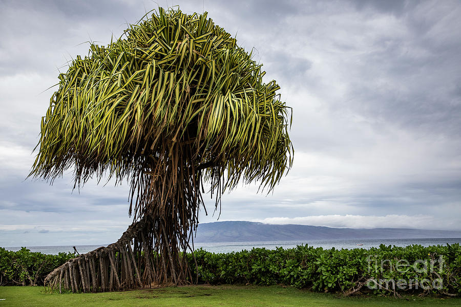 Pu Hala Tree Photograph by Erin Marie Davis