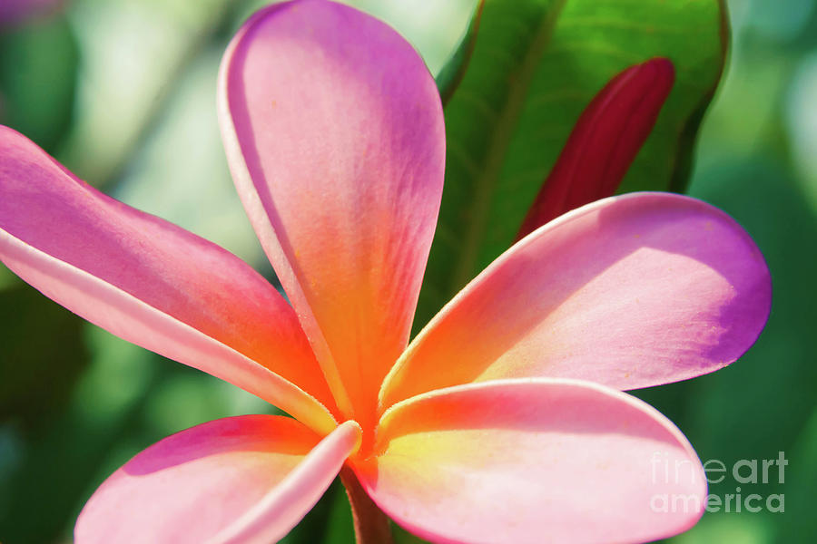 Pua Melia ke Aloha Pink Tropical Plumeria Photograph by Sharon Mau