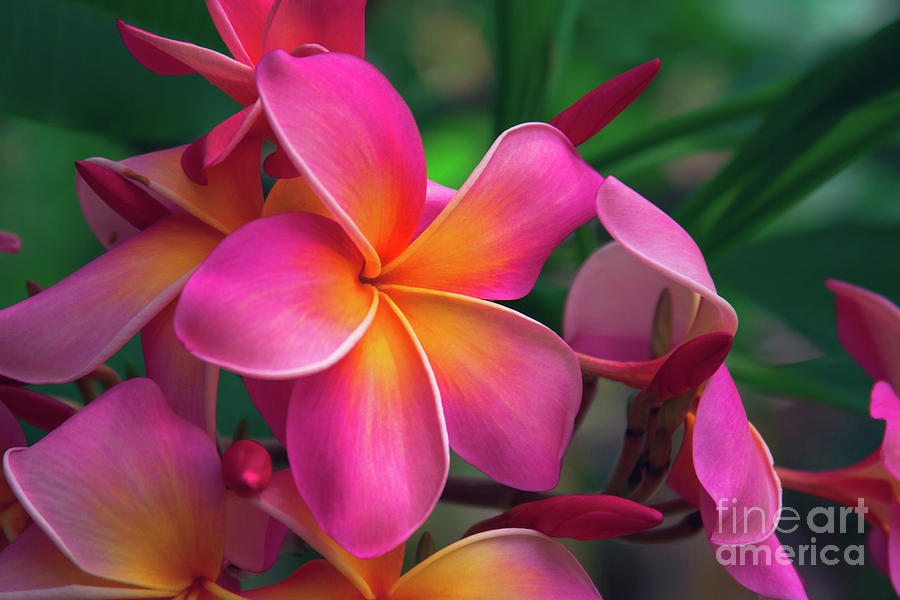 Pua Melia Pink Plumeria Enchanting Tropical Florals Hawaii Photograph by Sharon Mau