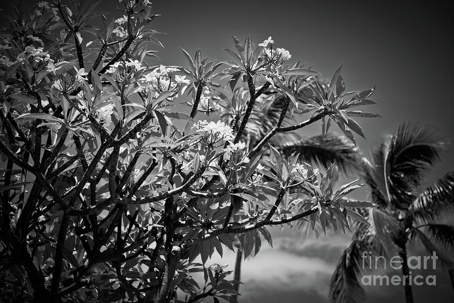 Pua Melia Tropical Plumeria Tree in Flower and Palm Trees Photograph by Sharon Mau