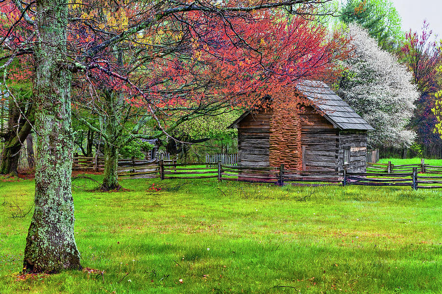 Puckett Cabin in the Springtime Photograph by Dan Carmichael