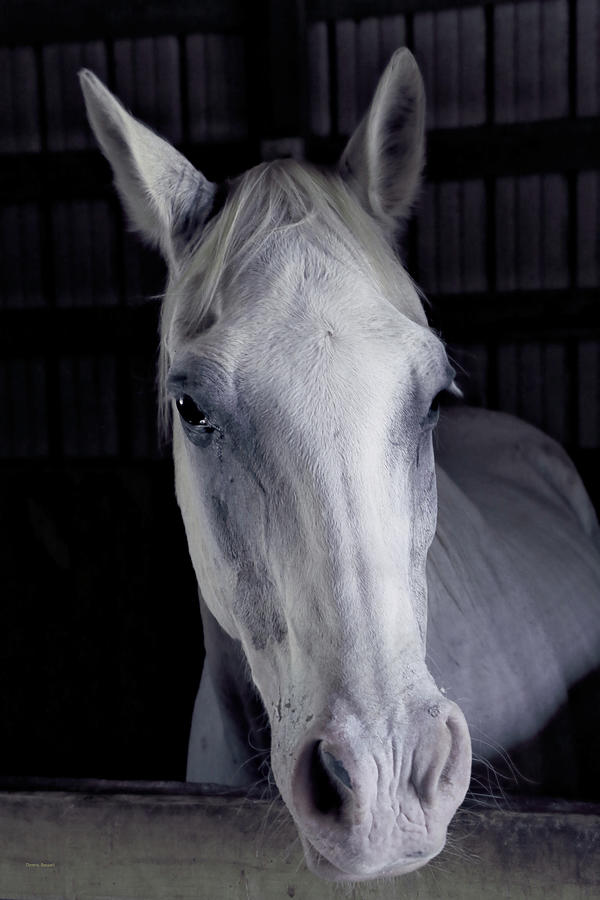 Puddin Photograph by Dennis Baswell Fine Art America