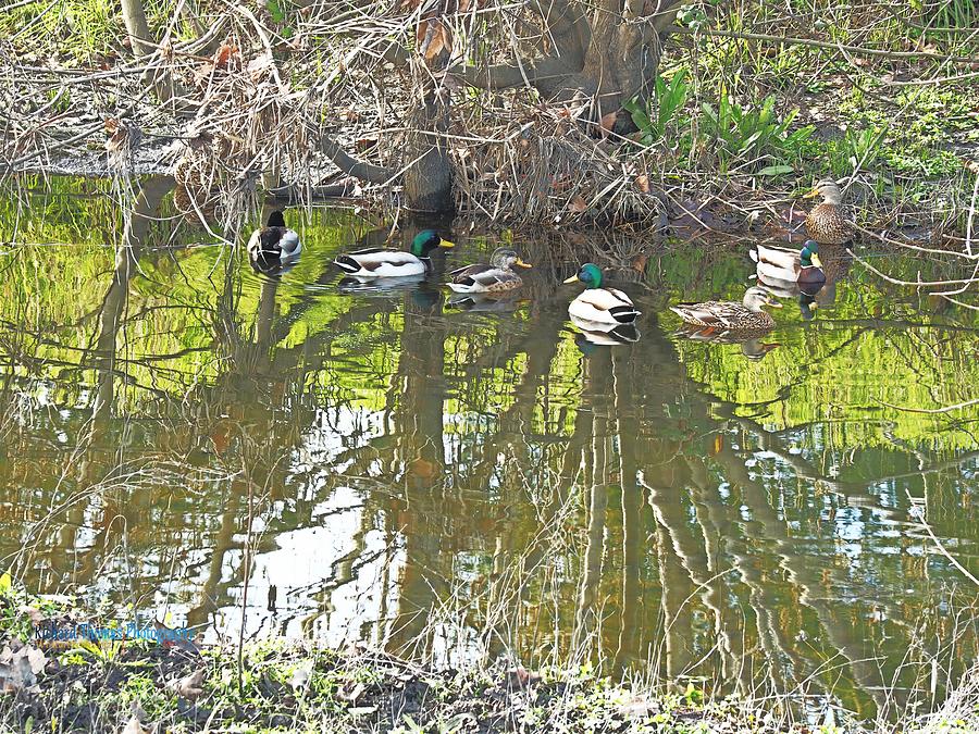 Puddle Duck Convention Photograph by Richard Thomas