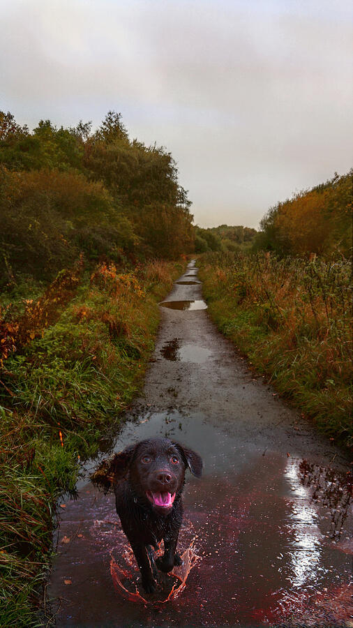 Puddle Jumper Dog Joyfully Splashing in Rain Puddle Digital Art by Shelli Fitzpatrick