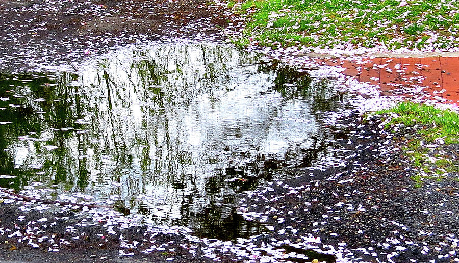 Puddle Reflections - One Photograph by Linda Stern