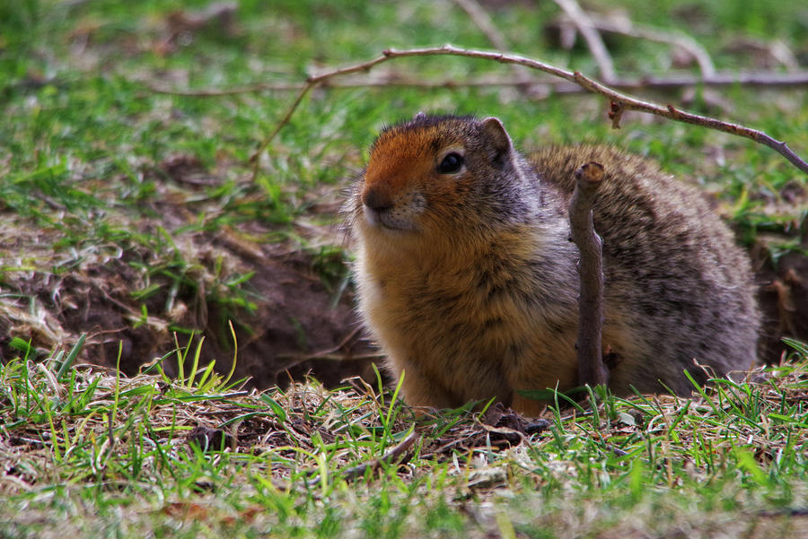 Pudgy Squirrel Photograph