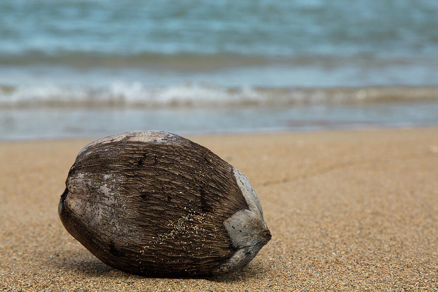 Puerto Rican Beach Coconut Photograph by John Daly