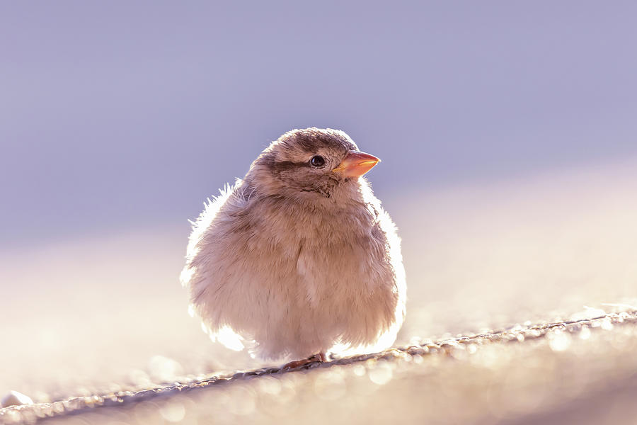 Sparrow Photograph - Puff Ball - House Sparrow by Roeselien Raimond