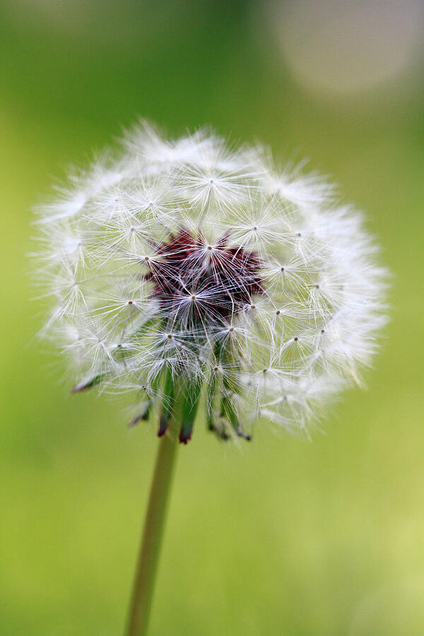 Puff Photograph by Steven David Roberts Puff Photograph by Steven David Roberts