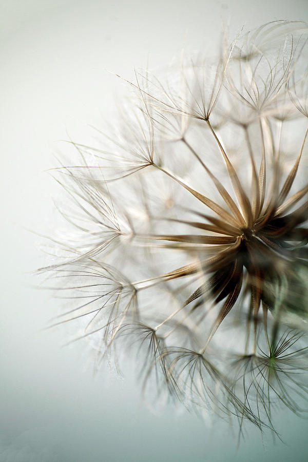 Puffball in Blue Photograph by Jude Mcconkey | Fine Art America