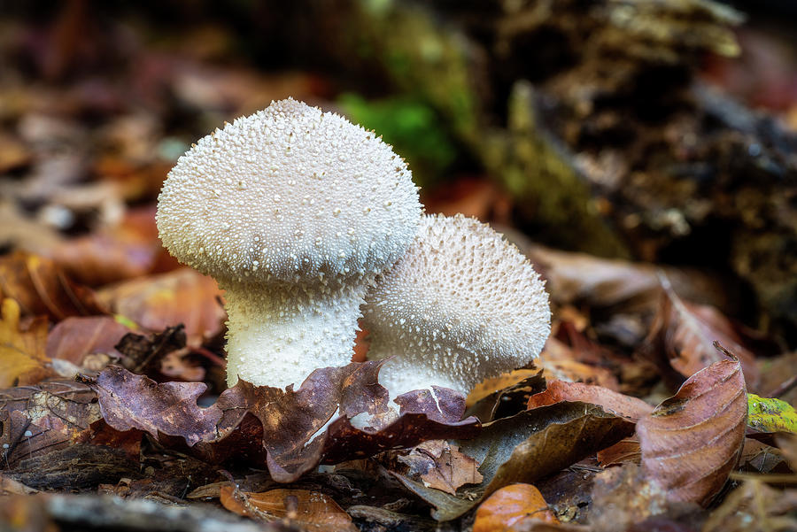 Puffballs Photograph by Framing Places