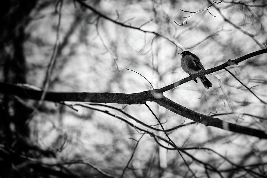 Puffed chest Robin Photograph by Matthew Toth | Pixels