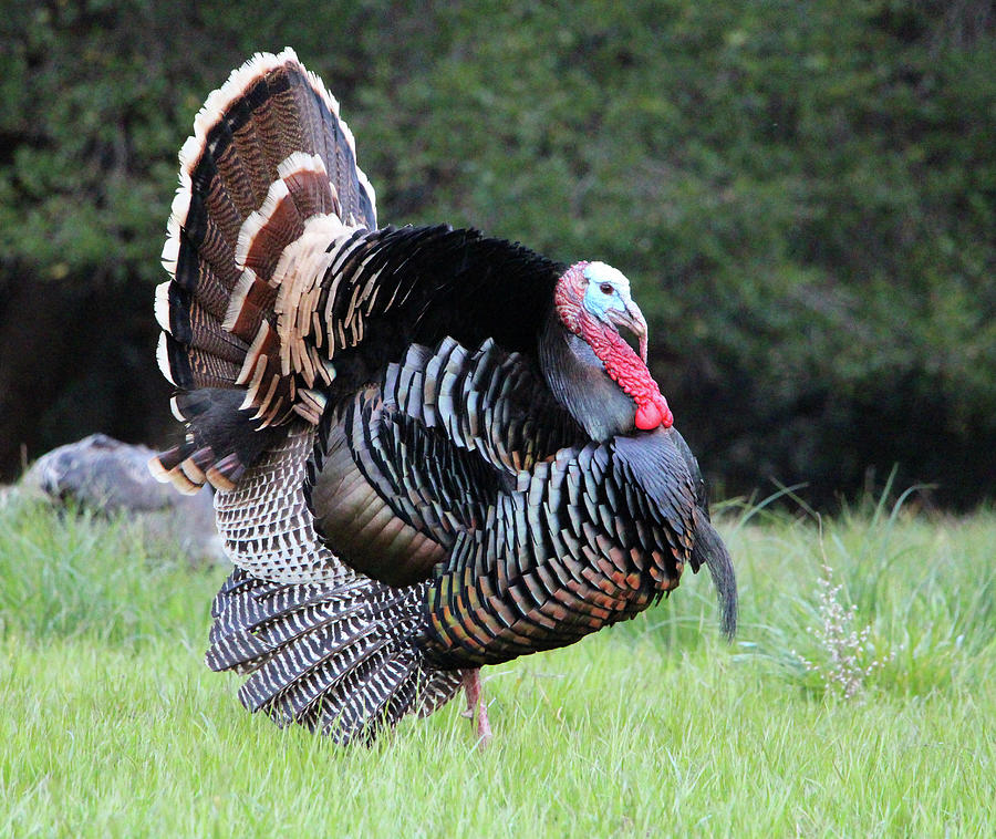 Puffed Turkey Photograph by Sierra Vance | Fine Art America