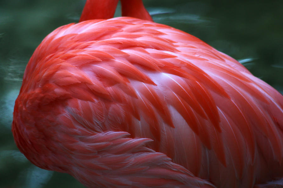 Puffed Up Photograph by Cherie Swanson - Fine Art America