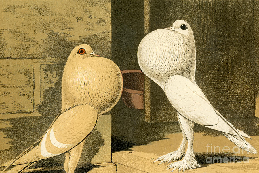 Puffed Up Pair Of Pigmy Pouter Pigeons, From Late 1800s Book Of Pigeons ...