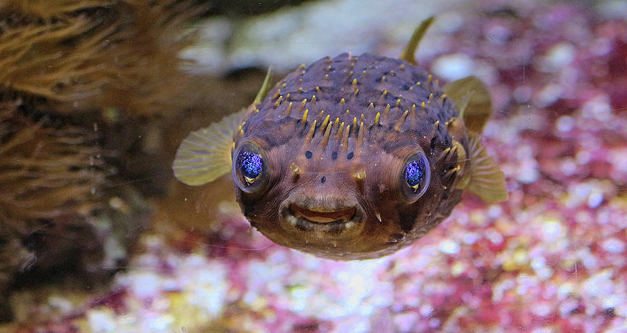 Puffer Fish Photograph by Leah Woodhall - Fine Art America