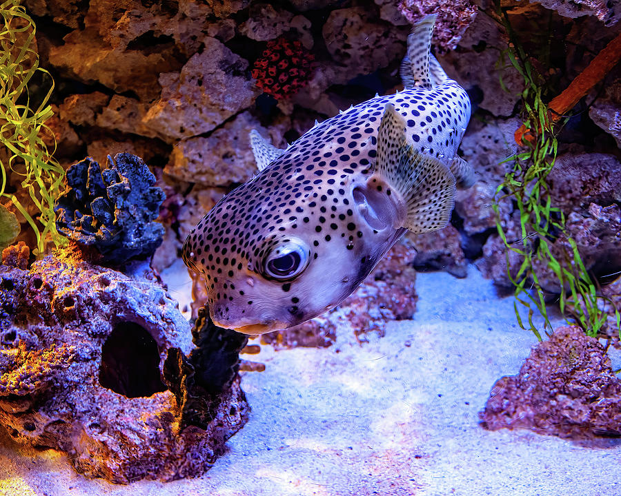 Puffer Fish Swimming Photograph by Flees Photos