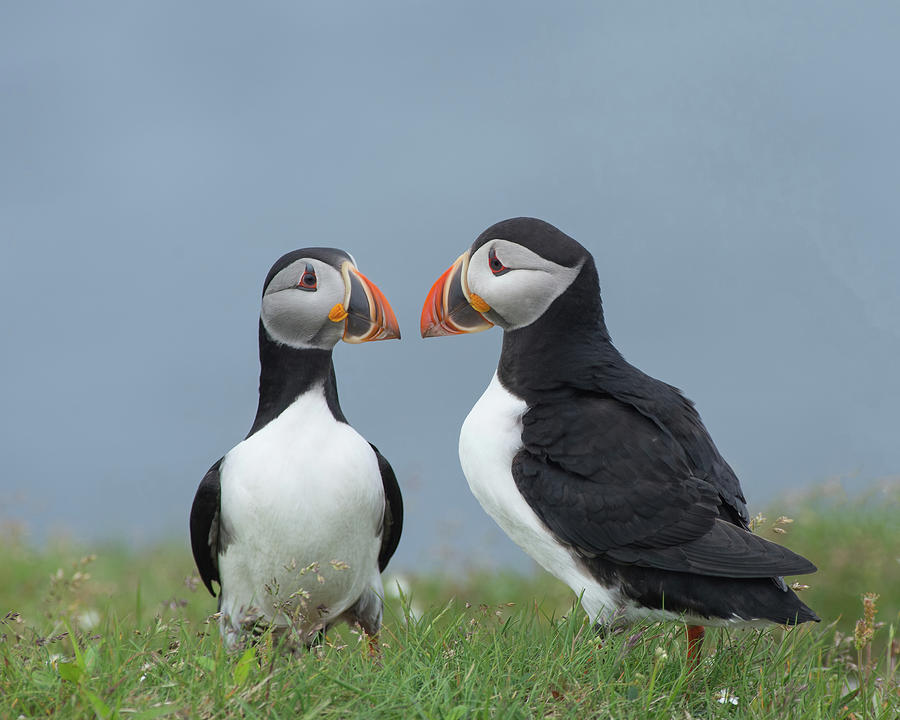 Puffin Couple Photograph by CR Courson