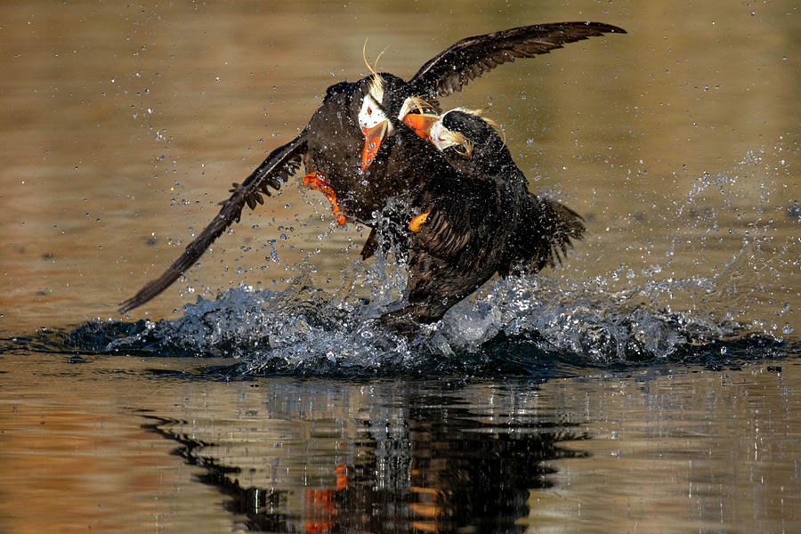 Puffin Photograph - Puffin Fight by Shari Sommerfeld