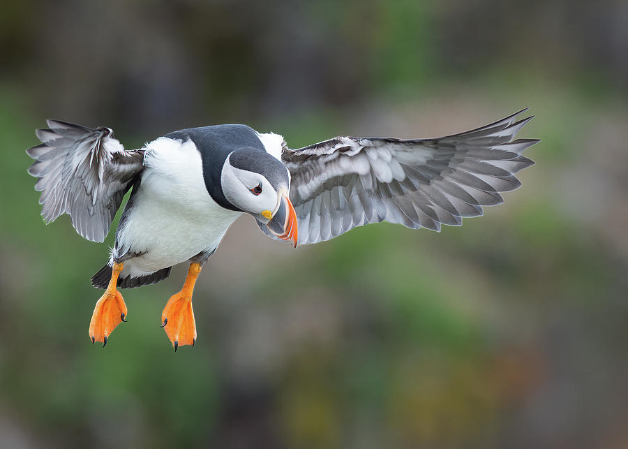 Puffin Flight Photograph by CR Courson