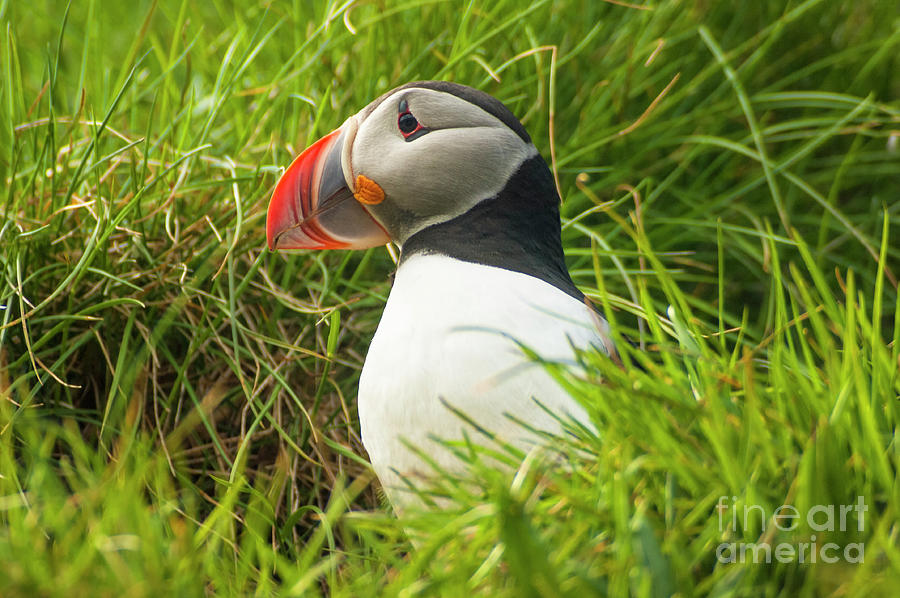 Puffin Fratercula arctica, Iceland Photograph by Neale And Judith Clark
