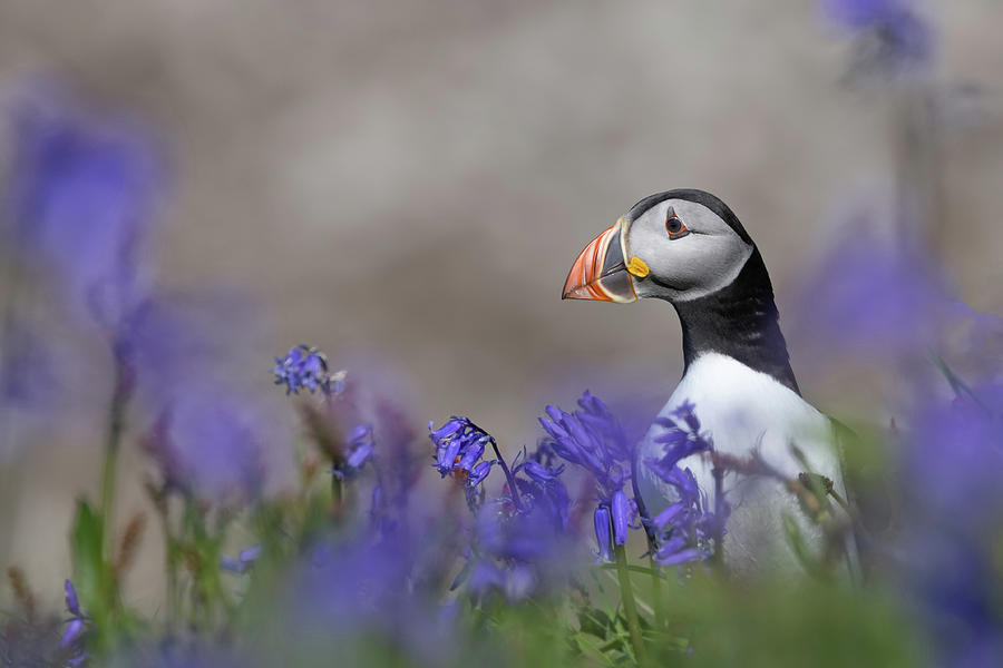 Puffin In Bluebells Photograph by Pete Walkden