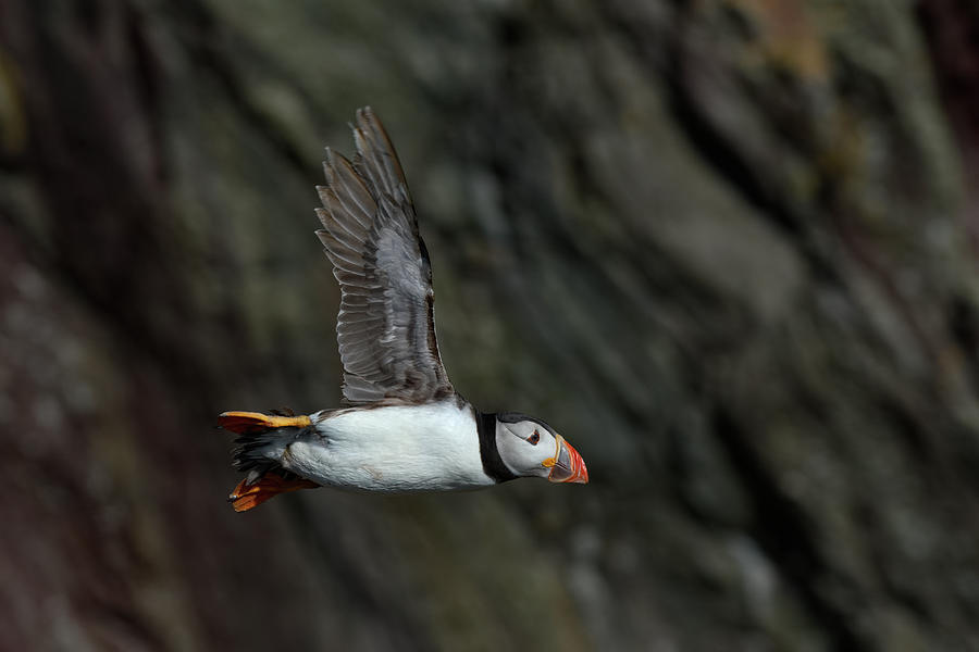 flight of the puffin