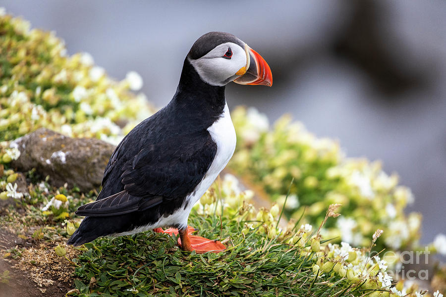 Puffin in Iceland Photograph by Erin Marie Davis