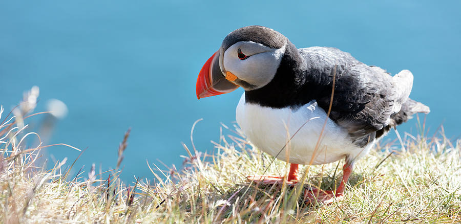 Puffin in the grass Photograph by Pierre Leclerc Photography