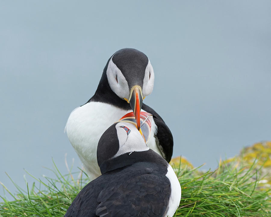 Puffin Love Photograph by CR Courson