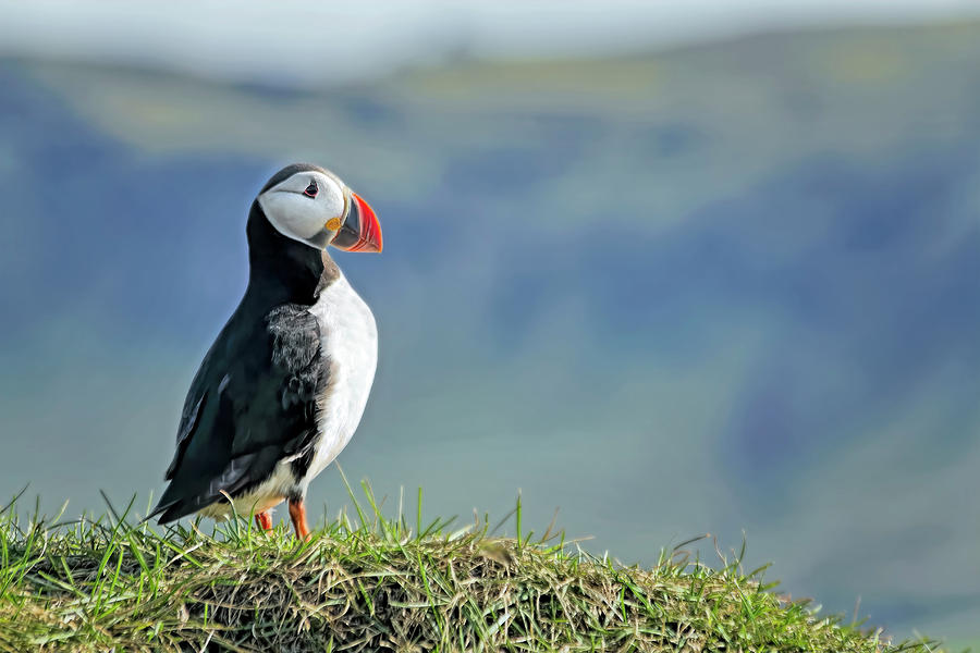 Puffin On A Cliff Photograph