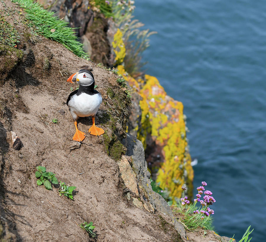 Puffin on Cliff Photograph by Ceasar Garcia Biology Diagrams