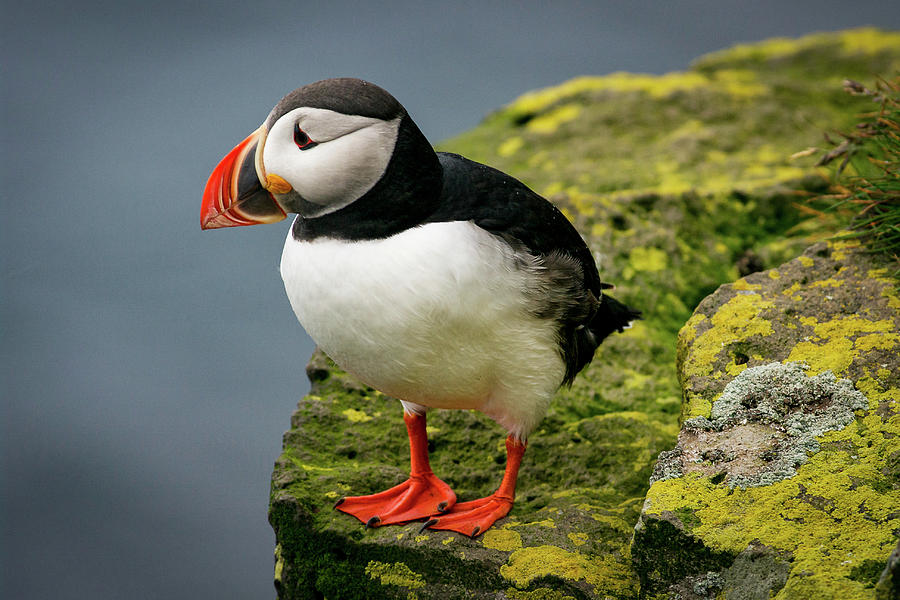 Puffin on Cliff edge Photograph by Stephen Sloan - Fine Art America