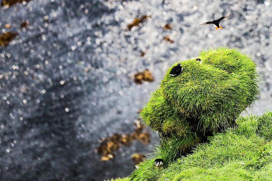 Puffin on Cliff Photograph by John Vial Biology Diagrams
