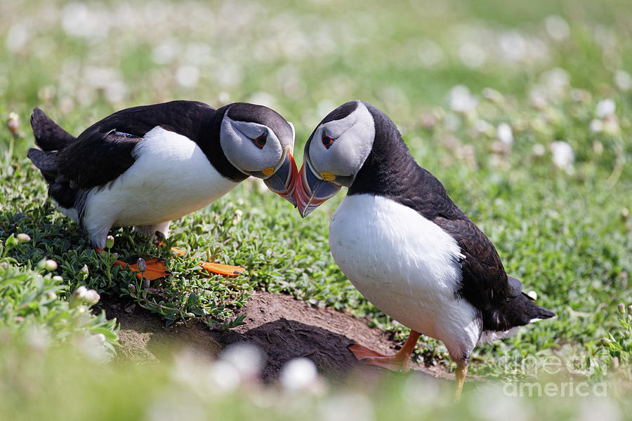 Puffin Pair Photograph by Natural Focal Point Photography