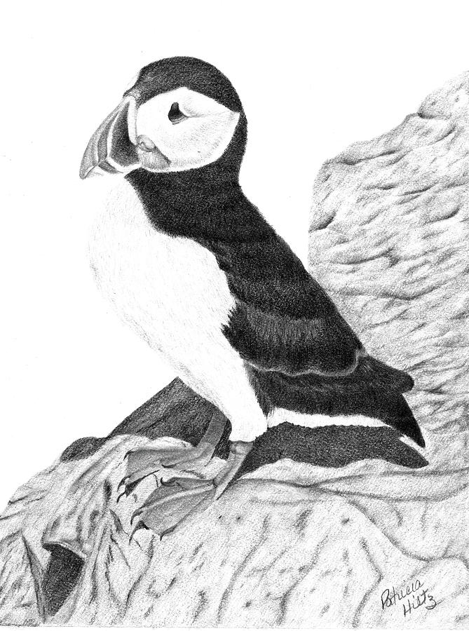 Puffin Drawing by Patricia Hiltz