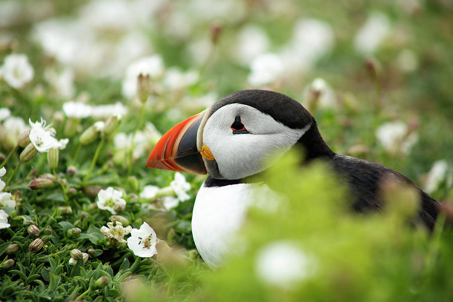 Puffin Portrait Photograph by Ruth Crofts
