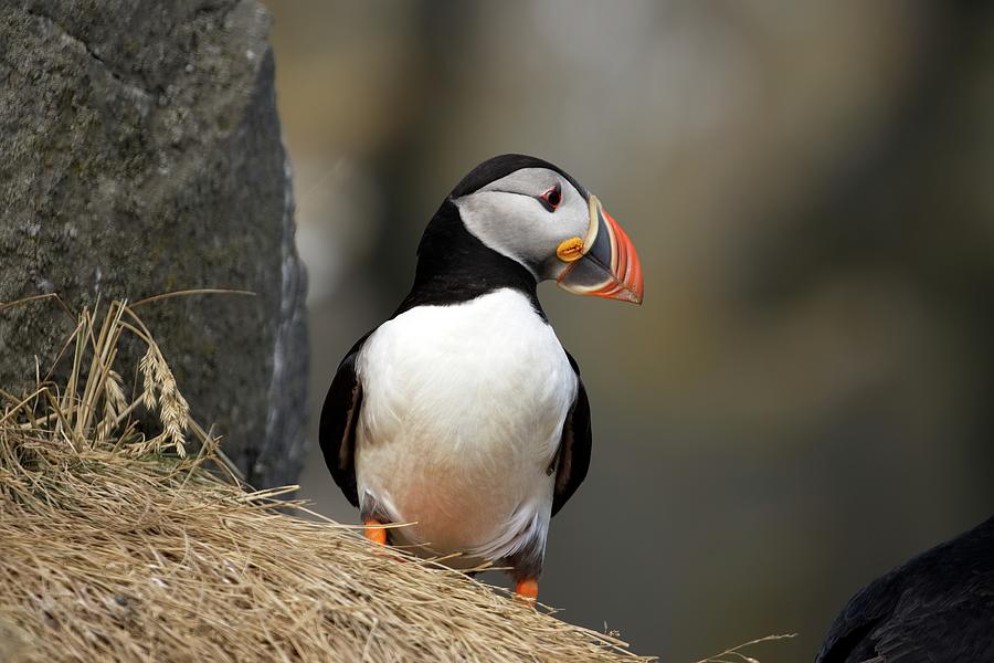 Puffin pose Photograph by Christopher Mathews