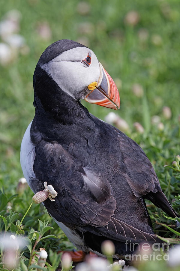 Puffin Pose Photograph by Natural Focal Point Photography
