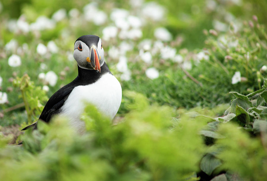 Puffin Pretty Photograph by Ruth Crofts