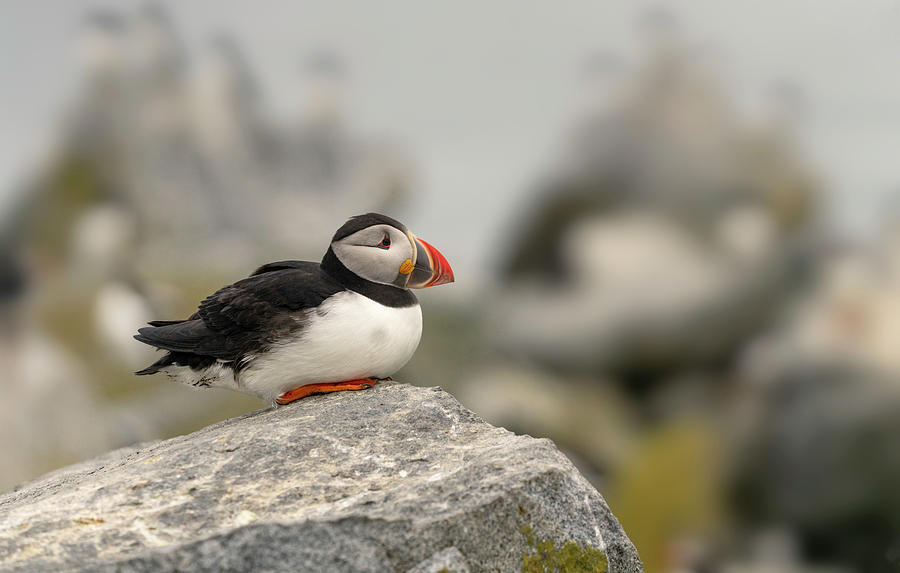 Puffin Resting Photograph by Darylann Leonard Photography