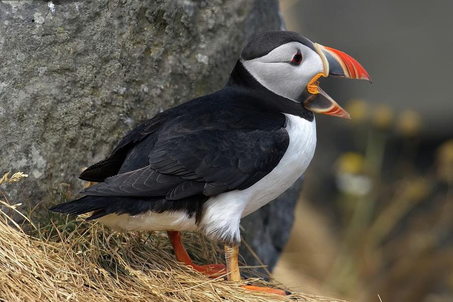 Puffin song Photograph by Christopher Mathews