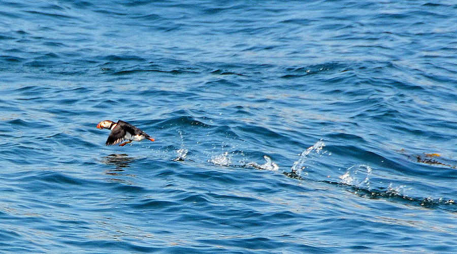 Puffin Take-off Photograph by Carla Parris