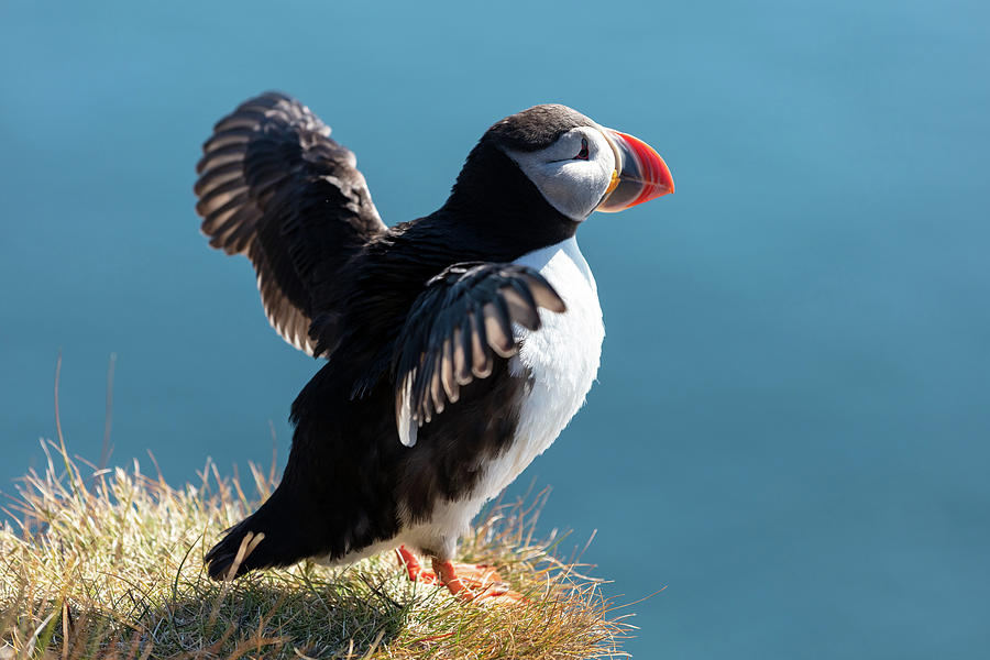 Puffin Taking Flight Photograph by Pierre Leclerc Photography