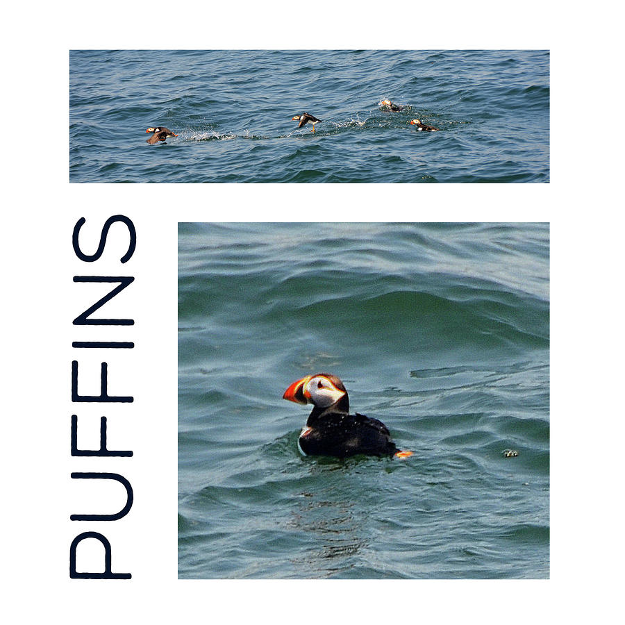 PUFFIN Tote Bag Photograph by Carla Parris