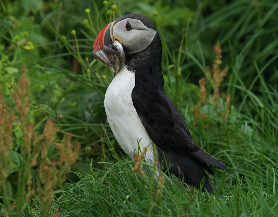 Puffin with Fish Photograph by Frumi Cohen - Fine Art America