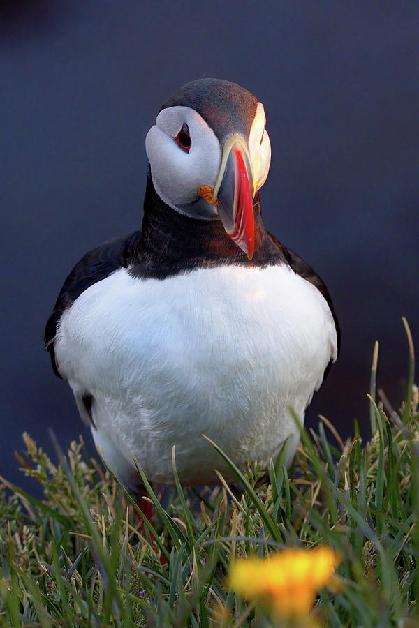 Puffin with flower #1 Photograph by Christopher Mathews