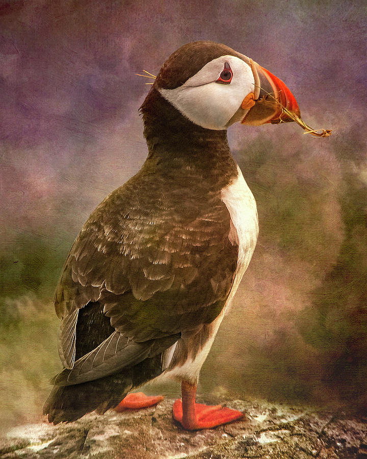 Puffin with nesting twig in mouth Photograph by Sue Leonard